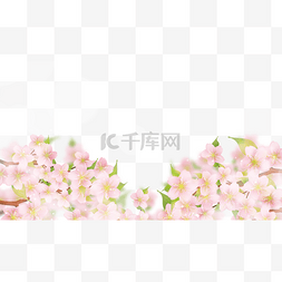 盛开粉色花朵图片_春天樱花飘落粉色边框
