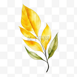 黄叶植物图片_装饰用黄叶水彩