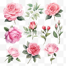 复古玫瑰的集合与分支彩色水彩粉