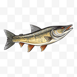 muskie muskellunge 鱼 复古