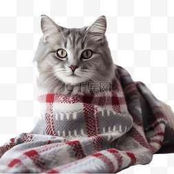 冬天，猫戴着围巾，躺在家里的毯