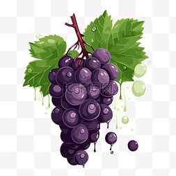 卡通黑葡萄图片_酿酒葡萄剪贴画黑葡萄和叶子滴水