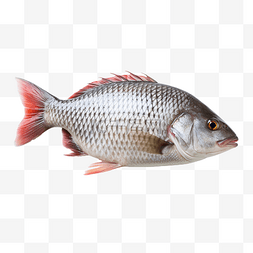 泰国淡水鱼中的新鲜尼罗罗非鱼或