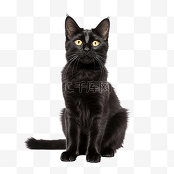 黑色猫生气图片_肖像坐黑猫