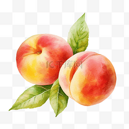 桃子水彩插图