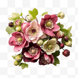花园玫瑰花图片_杂交藜芦或圣诞玫瑰在冬季和春季