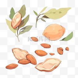 带叶的杏仁坚果