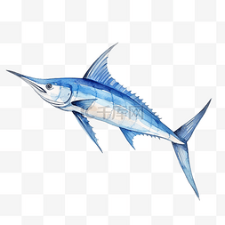水彩旗鱼海洋动物
