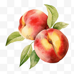 桃子的一半图片_桃子水果水彩插图
