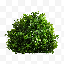 绿色灌木 PNG