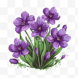番红花手绘图片_紫色花朵 向量