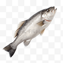 生鱼片干图片_生鲈鱼新鲜鲈鱼鱼隔离在白色背景