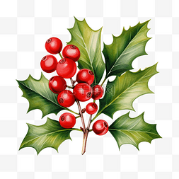 绿色圣诞装饰图片_冬青浆果圣诞树叶和水果水彩风格
