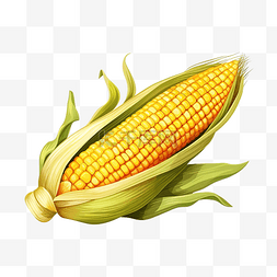 玉米插画 PNG