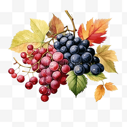 花卉水果图片_感恩节水彩元素水果浆果和树叶