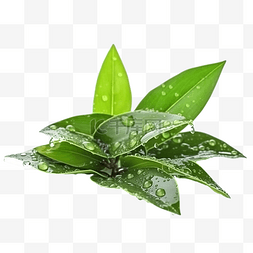 新鲜茶叶，叶面有露水