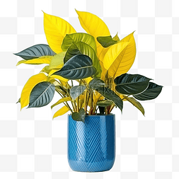 植物黄叶图片_美丽的室内植物，黄叶，在独特的