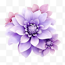 紫色开花图片_紫色花孤立