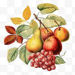 秋天的水果插画