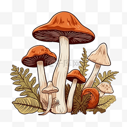 蘑菇野生图片_线条艺术风格的牛肝菌食用有机蘑