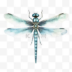 蓝色翅膀蜻蜓图片_水彩蜻蜓昆虫