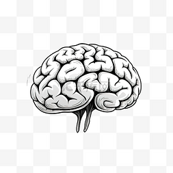 植物大脑图片_简单的大脑插画