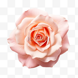 礼物盒喷出礼物图片_孤立的玫瑰花的特写切出