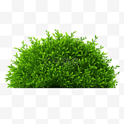 木花图片_绿草灌木树丛和草坪或草皮
