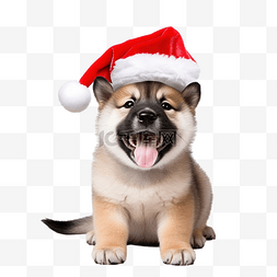 老人小狗图片_秋田小狗戴着亮片圣诞帽庆祝圣诞