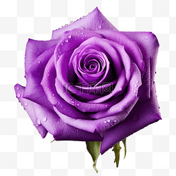 美麗的紫玫瑰花
