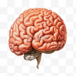 人类大脑 PNG