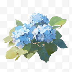 手绘蓝色的植物图片_蓝色绣球花插画