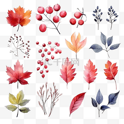 水彩画集秋天的花朵叶子和浆果