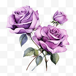 玫瑰花花瓣浪漫图片_紫色玫瑰花水彩插图