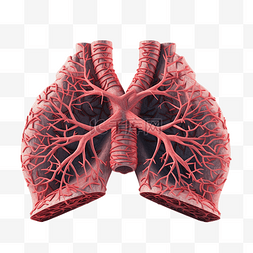 呼吸科图片_肺的 3d 插图