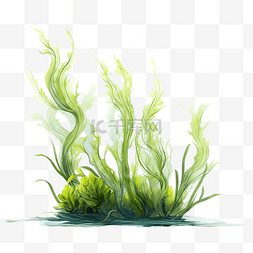 水下植物海藻