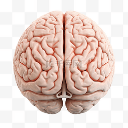 人脑