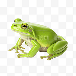 美麗的綠色青蛙