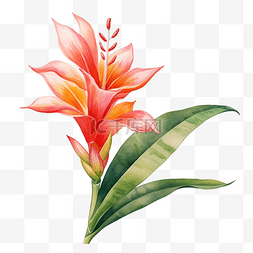 中英提醒图片_普斯利花中的热带花卉水彩画