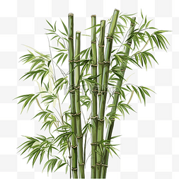 竹子艺术