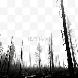 黑白造型图片_强烈火灾后被烧毁的松林的黑白图