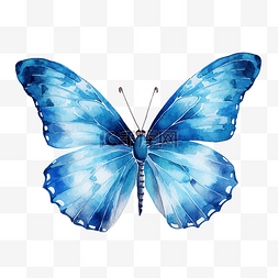 蓝色蝴蝶水彩