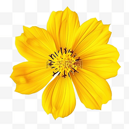 向日葵花瓣图片_孤立的黄色波斯菊