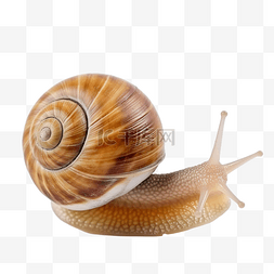 蜗牛 有趣的软体动物蜗牛