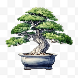 盆景树盆栽植物水彩绘画插图孤立