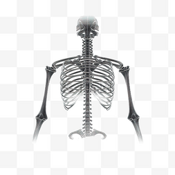 X 射线和骨头插图以最小的风格