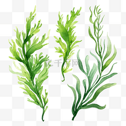 水彩海藻剪贴画