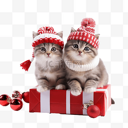 戴圣诞帽的猫图片_可爱的猫戴着圣诞帽和围巾拿着礼