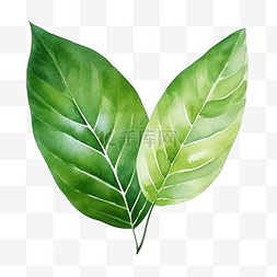 手绘竹子图片_白色背景上的绿叶元素水彩分离