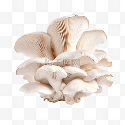 菌类植物蘑菇图片_白色背景上的孤立牡蛎蘑菇切口